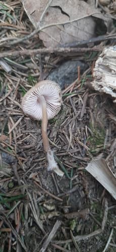 Mycena plumipes
