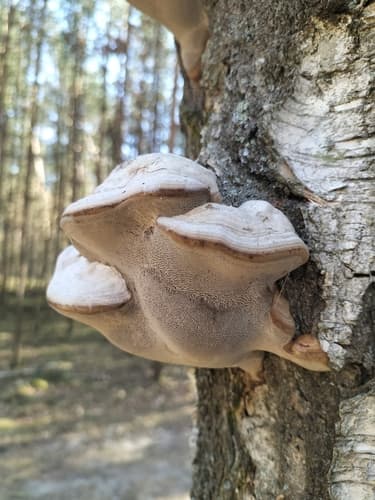 Wrośniak anyżkowy