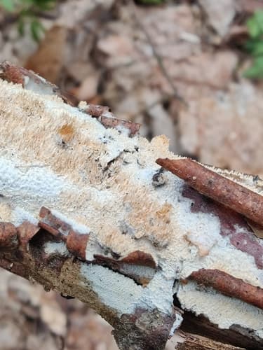 Strzępkoząb drobnopory