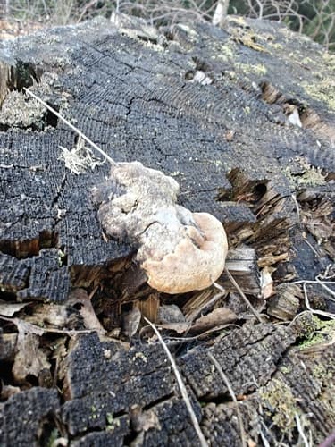 Niszczyca anyżkowa