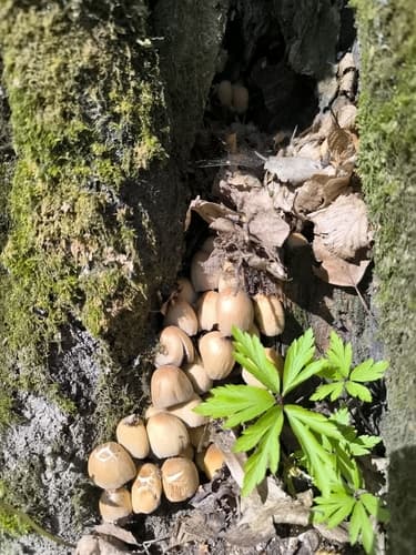Micacei