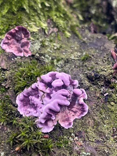 Chrząstkoskórnik purpurowy
