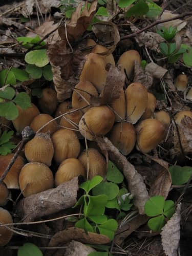 Micacei