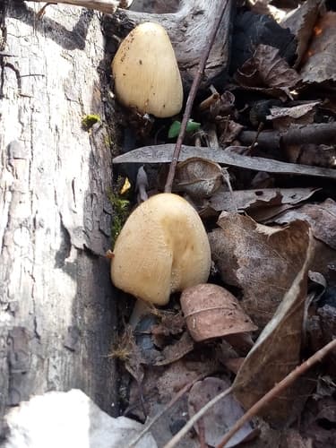 Coprinellus