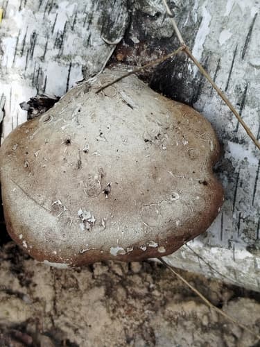 Białoporek brzozowy