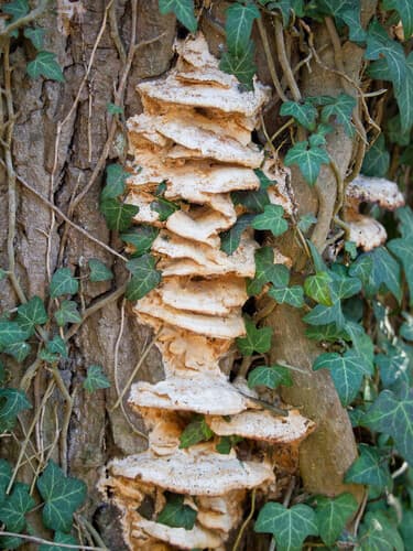 zęboporek gruboząb