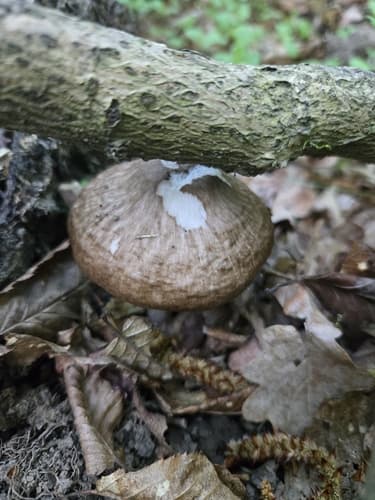 Pluteus cervinus