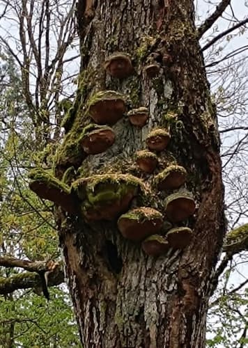 Guzoczyrka dębowa