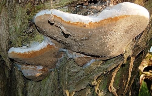 Czyreń ogniowy