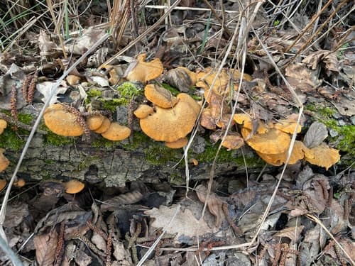 Phyllotopsis