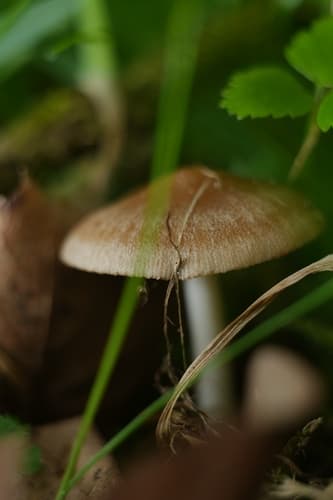 Kruchaweczka wąskoblaszkowa