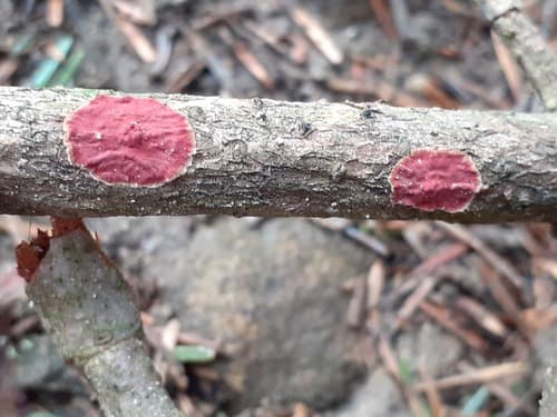 Hymenochaete cruenta