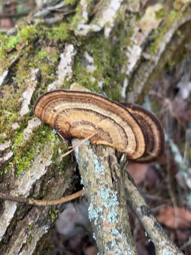 Gmatwica chropowata