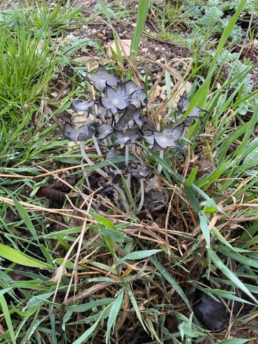 Coprinopsis