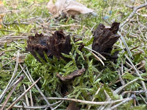 Chropiatka pospolita