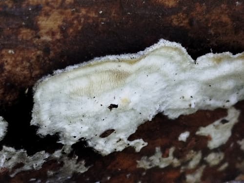 Skeletocutis nivea