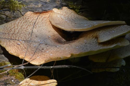 Żagiew Łuskowata