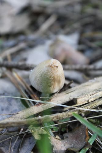 Coprinellus