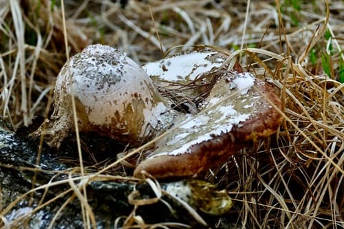 Białoporek brzozowy