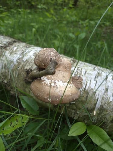 Białoporek brzozowy