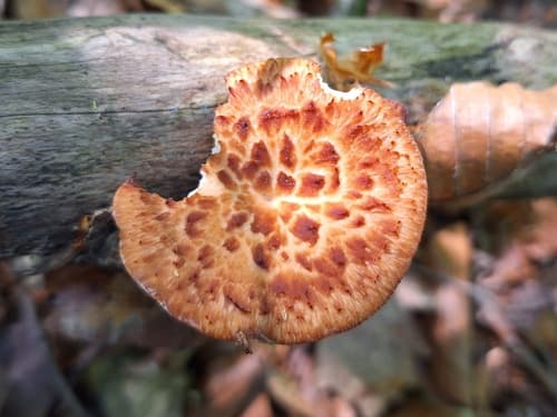 Żagiew guzowata