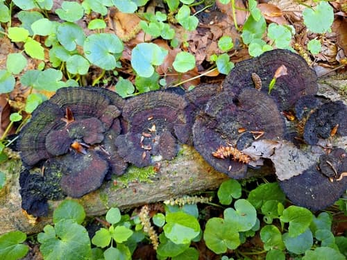Gmatwica trójbarwna