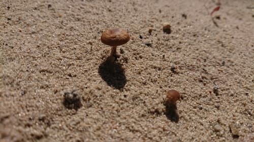 Kruchaweczka piaskowa