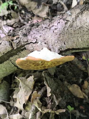 Żagiew guzowata