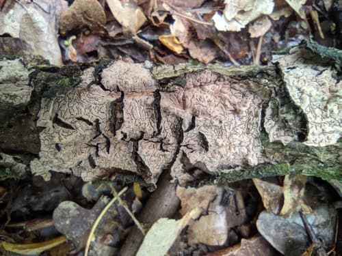 Powłocznica popielata