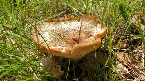 Żagwiowate