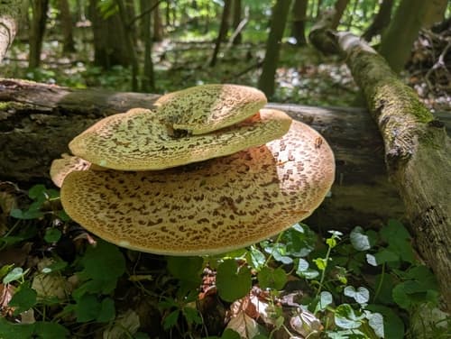 Żagiew Łuskowata