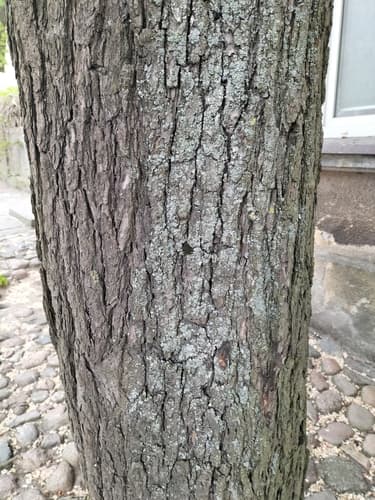 Błonka dwuzarodnikowa