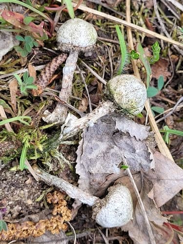 Tulostoma fimbriatum