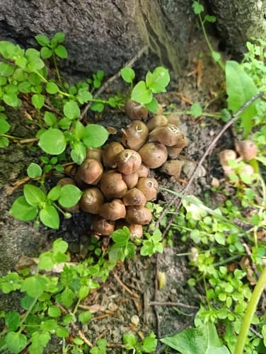 Micacei