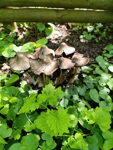Atramentariae