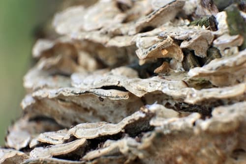 szaroporka odymiona