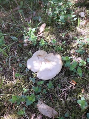 Gęśnica wiosenna