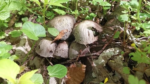 Coprinopsis
