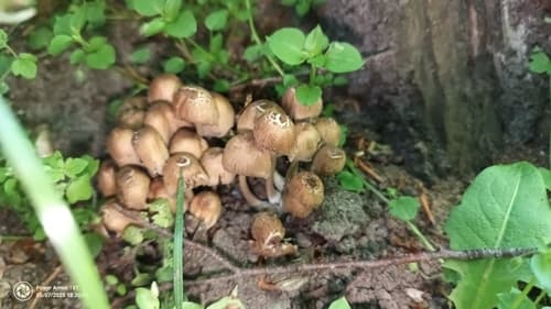 Coprinellus