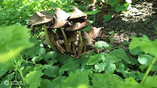 Coprinopsis