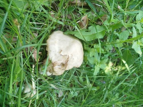 Tricholomatineae