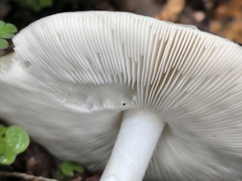 Drobnołuszczak jeleni