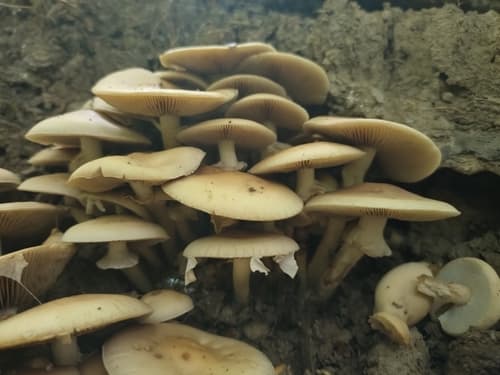 Agrocybe praecox