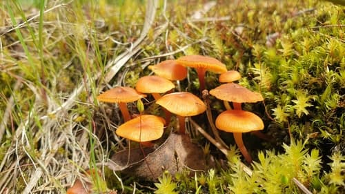 Hygrocybe