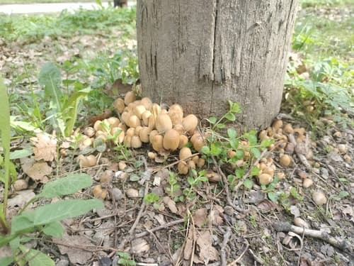 Czernidłak Błyszczący