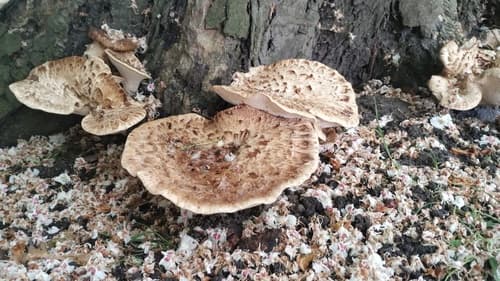 Żagiew Łuskowata