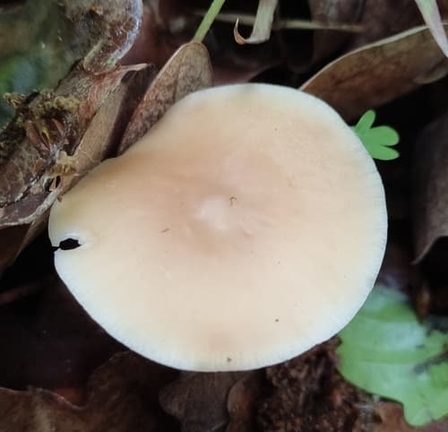 Gymnopus