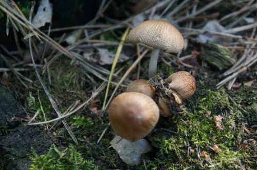 Coprinellus