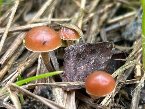 Tubaria