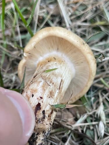 Gęśnica wiosenna